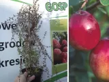 zurawina-stevens-nr-600a-rodzaj-rosliny-inny-roslina-w-postaci-sadzonka-w-pojemniku-1-2l