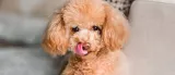 royal-mini-ageing-12-15kg-waga-z-opakowaniem-1-5-kg