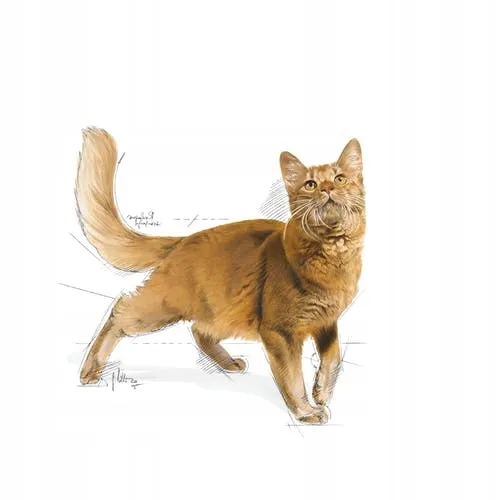 royal-cat-fit-32-4kg-wiek-zwierzecia-koty-dorosle