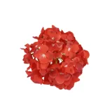 hortensja-wyrobowa-tt-red