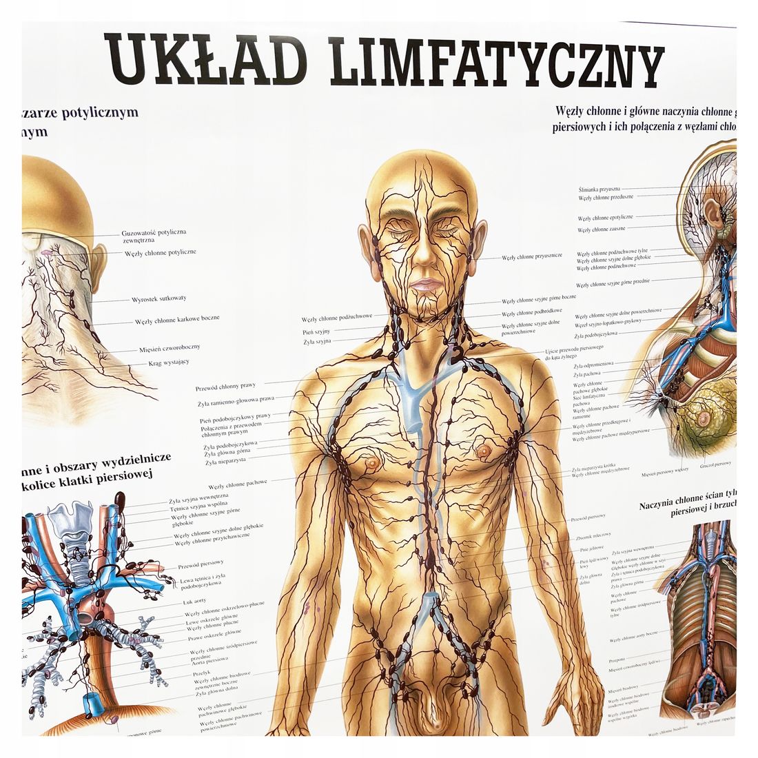 Tablica anatomiczna plakat UKŁAD LIMFATYCZNY – 200591615 - ERLI.pl