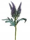 wrzos-bukiet-ozdobny-violet-stan-nowy