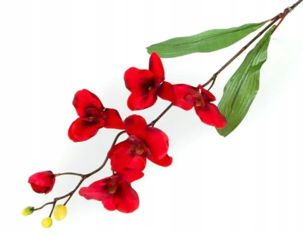 storczyk-galazka-phalaenopsis-red