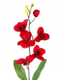 storczyk-galazka-phalaenopsis-red-stan-nowy