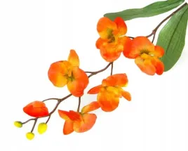storczyk-galazka-phalaenopsis-orange