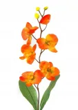 storczyk-galazka-phalaenopsis-orange-stan-nowy