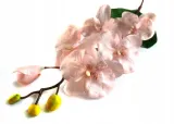 storczyk-galazka-phalaenopsis-lt-pink