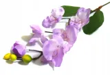 storczyk-galazka-phalaenopsis-lavender