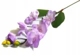 storczyk-galazka-phalaenopsis-lavender-stan-nowy