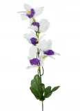 storczyk-cymbidium-galazka-mini-white-violet-stan-nowy