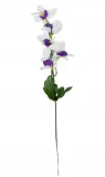 storczyk-cymbidium-galazka-mini-white-violet-stan-nowy
