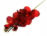 mieczyk-galazka-wys-48-cm-dk-red