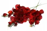 mieczyk-galazka-wys-48-cm-dk-red-stan-nowy