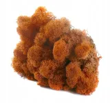 mech-chrobotek-reniferowy-50g-mango