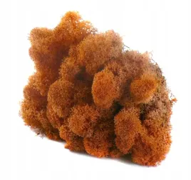mech-chrobotek-reniferowy-50g-mango