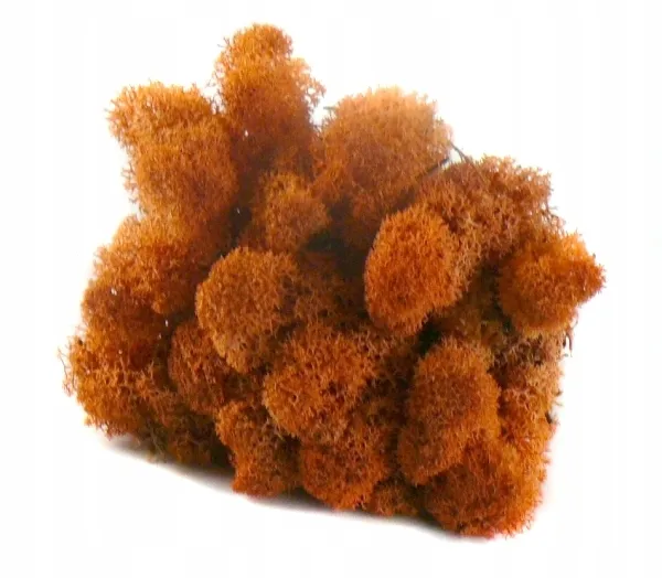 mech-chrobotek-reniferowy-50g-mango-stan-nowy