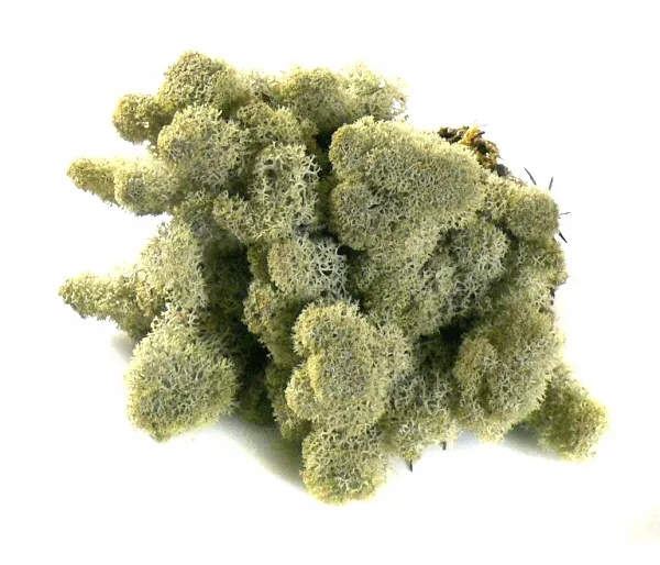 mech-chrobotek-reniferowy-200g-silver-stan-nowy