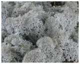 mech-chrobotek-reniferowy-200g-silver-stan-nowy