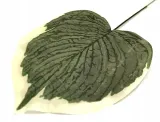 lisc-melon-green-white-micro-touch