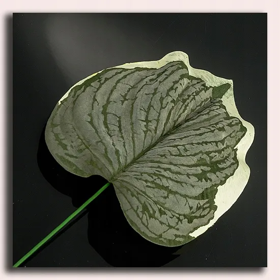 lisc-melon-green-white-micro-touch-stan-nowy