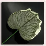 lisc-melon-green-white-micro-touch-stan-nowy