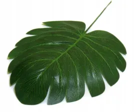 lisc-philo-mini-liscie-filodendron-green
