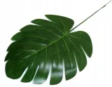 lisc-philo-mini-liscie-filodendron-green-stan-nowy