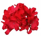 hortensja-glowka-satyna-dk-red