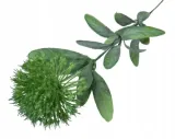 cebula-galazka-kwitnaca-green