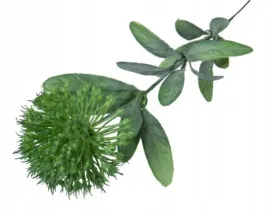 cebula-galazka-kwitnaca-green