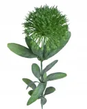 cebula-galazka-kwitnaca-green-stan-nowy
