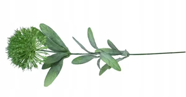 cebula-galazka-kwitnaca-green-stan-nowy