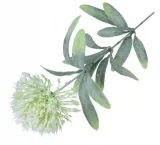 cebula-galazka-kwitnaca-white