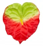 anturium-glowka-red-green