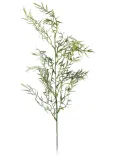 asparagus-galazka