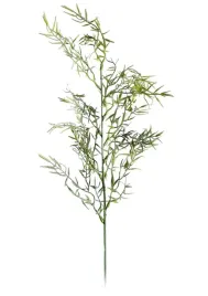 asparagus-galazka