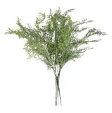 asparagus-galazka