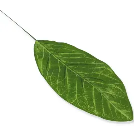 lisc-zielony-50cm