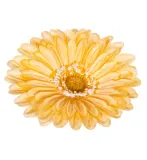 gerbera-glowka-zolta