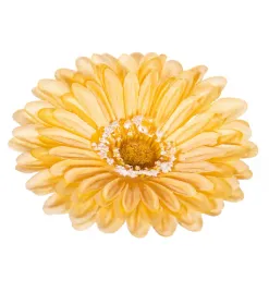 gerbera-glowka-zolta