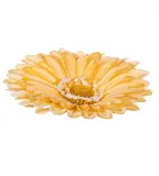 gerbera-glowka-zolta