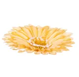 gerbera-glowka-zolta