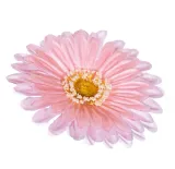 gerbera-glowka-rozowa