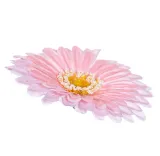 gerbera-glowka-rozowa
