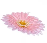 gerbera-glowka-rozowa