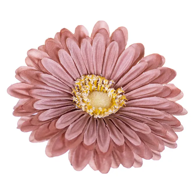 gerbera-glowka-jasny-braz-x12