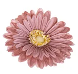 gerbera-glowka-jasny-braz-x12