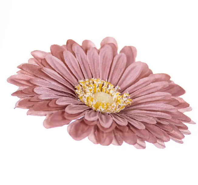 gerbera-glowka-jasny-braz-x12