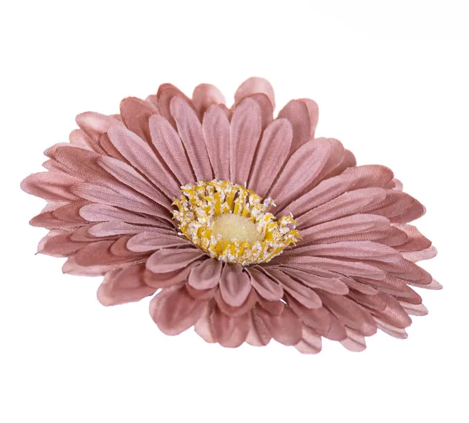 gerbera-glowka-jasny-braz-x12