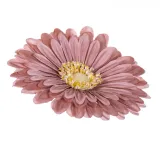 gerbera-glowka-jasny-braz-x12